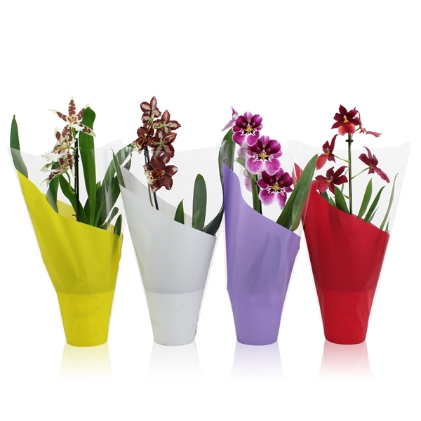 <h4>Orchid Colourful mix 1 spike 35-50 cm</h4>