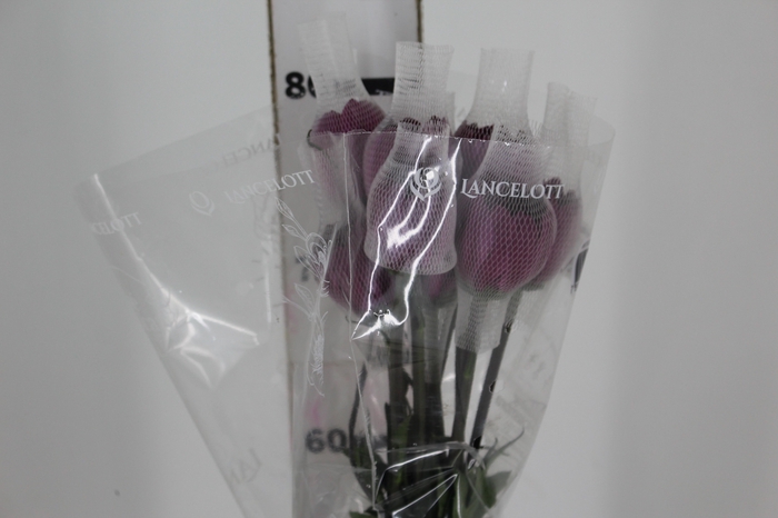 <h4>ANASTASIA LOTSO 080 CM</h4>