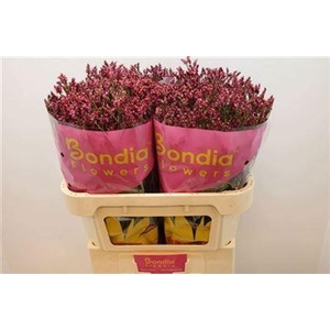 Lim Sin Scarlet Diamond