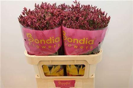 <h4>Lim Sin Scarlet Dia</h4>