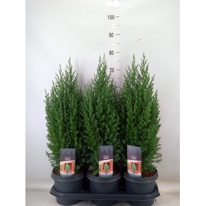 Juniperus chinensis 'Stricta'