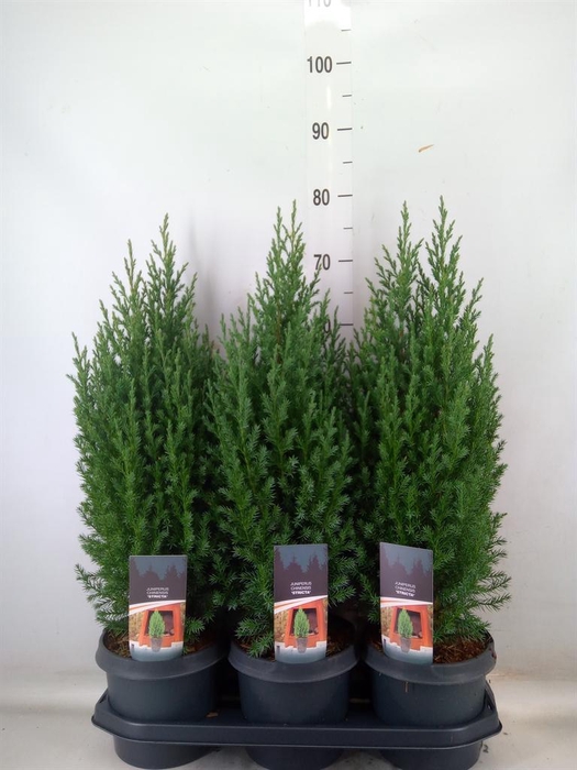 <h4>Juniperus chinensis 'Stricta'</h4>