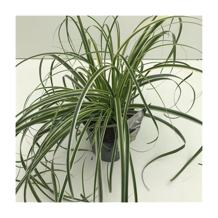 <h4>Carex Feather Falls</h4>