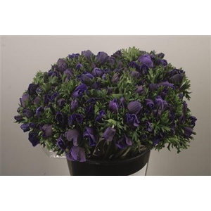 Anemone Fr. Blue