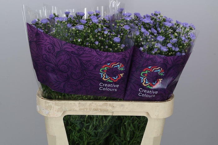 <h4>Ast Cassandra</h4>