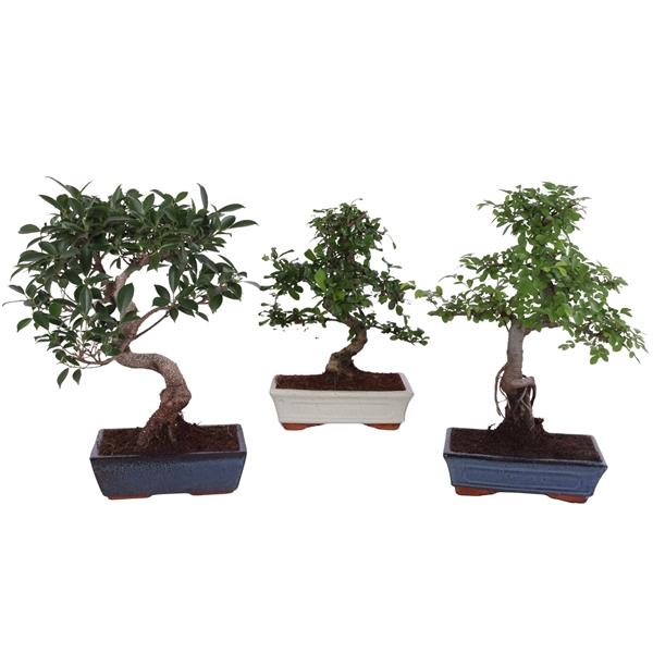 <h4>Bonsai Mix in ø25cm Ceramic</h4>