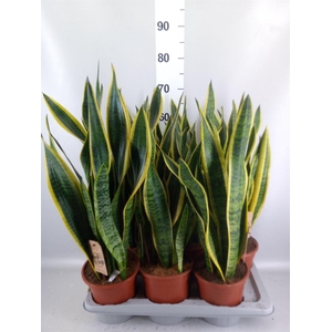 Sansevieria trifa. 'Laurentii'
