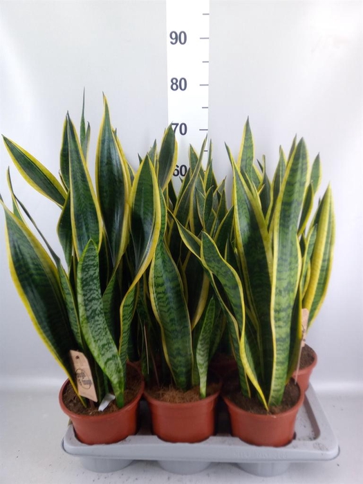 <h4>Sansevieria trifa. 'Laurentii'</h4>