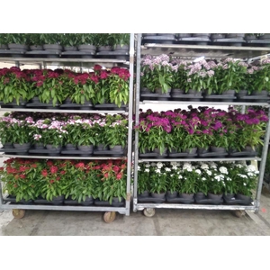 Dianthus   ...