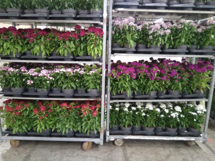 <h4>Dianthus   ...</h4>