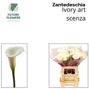 ZANT IVORY ART SCENZA