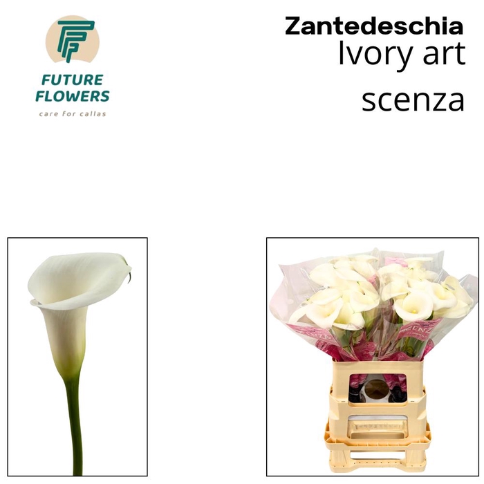 <h4>ZANT IVORY ART SCENZA</h4>