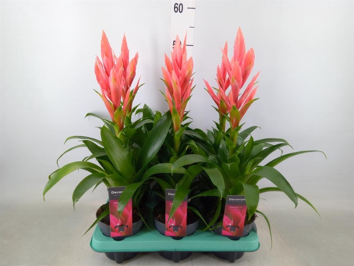 <h4>Tillandsia  'Ziva'</h4>