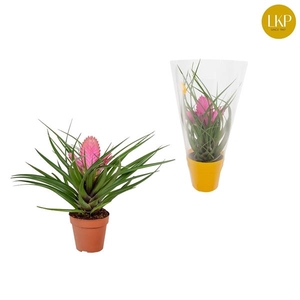 Tillandsia Josee Roze (Met Hoes)