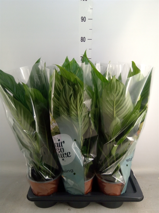 <h4>Spathiphyllum  'Bingo Cupido'</h4>