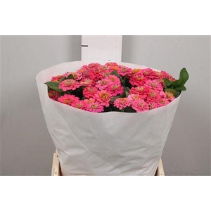 Zinnia Lill Rose