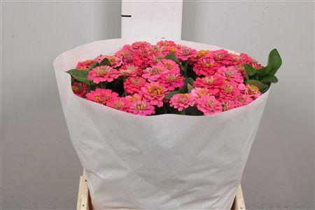 <h4>Zinnia Lill Rose</h4>