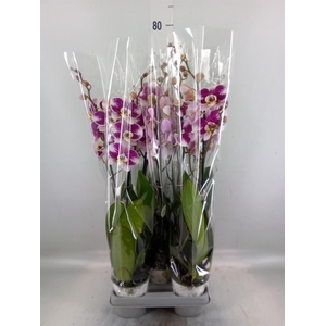 Phalaenopsis  'Ant Barcelona'