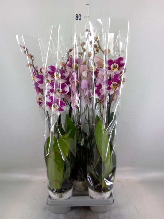 <h4>Phalaenopsis  'Ant Barcelona'</h4>