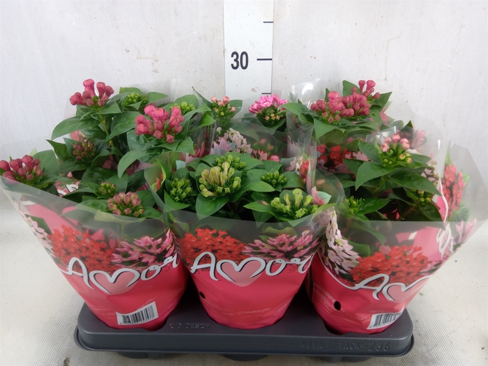 <h4>Bouvardia  'Amora'   ...mix</h4>