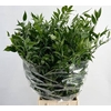 Ruscus Italia Medium