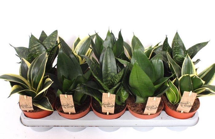 <h4>Sansevieria Hahnii mix</h4>