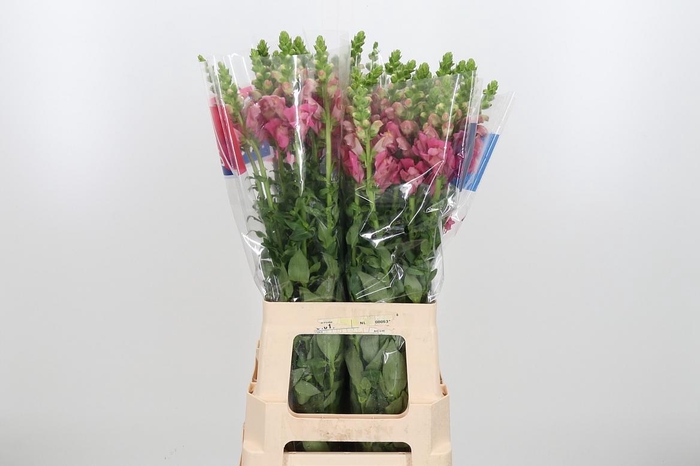 <h4>Antir Maryland Pink</h4>