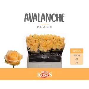 R Gr Avalanche Peach