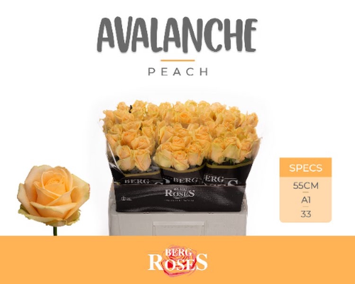 R Gr Avalanche Peach