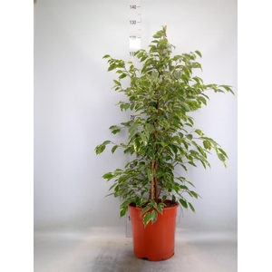 Ficus benja. 'Golden King'