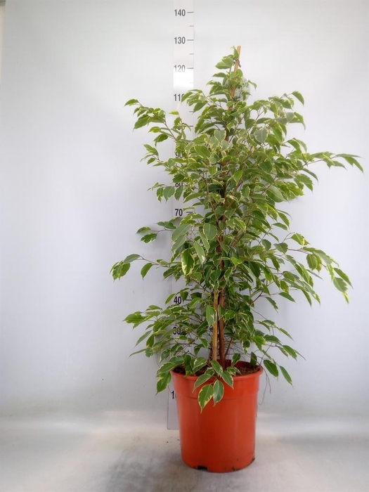 <h4>Ficus benja. 'Golden King'</h4>