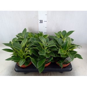 Philodendron   ...