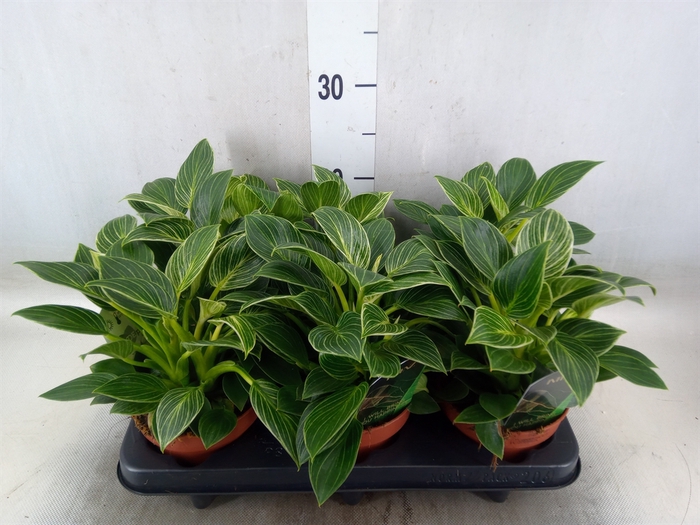 <h4>Philodendron   ...</h4>