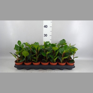 Peperomia clusiifolia 'Red Margin'