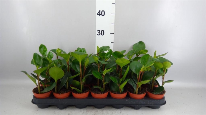 <h4>Peperomia clusiifolia 'Red Margin'</h4>