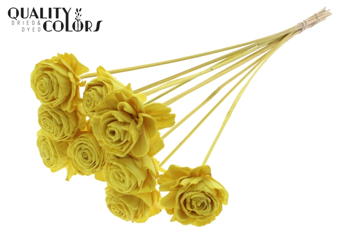 Shola Beauty Rose 6cm on stem Yellow