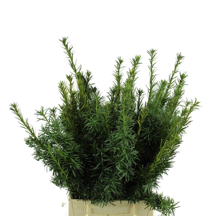 <h4>Taxus Bacc.fastigata</h4>