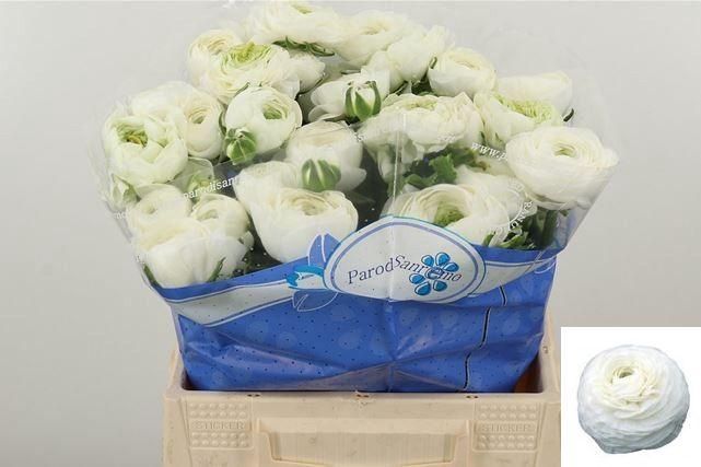 <h4>RAN SU NIVEO</h4>