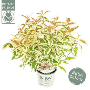 Diervilla Kodiak® 'Mixx'