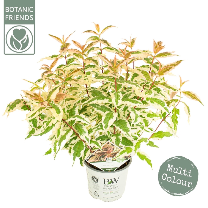<h4>Diervilla Kodiak® 'Mixx'</h4>