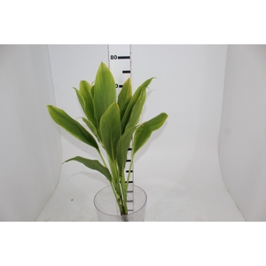 FOLHAGEM DRACENA ALBA