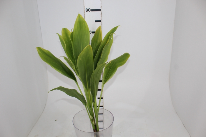 <h4>FOLHAGEM DRACENA ALBA</h4>