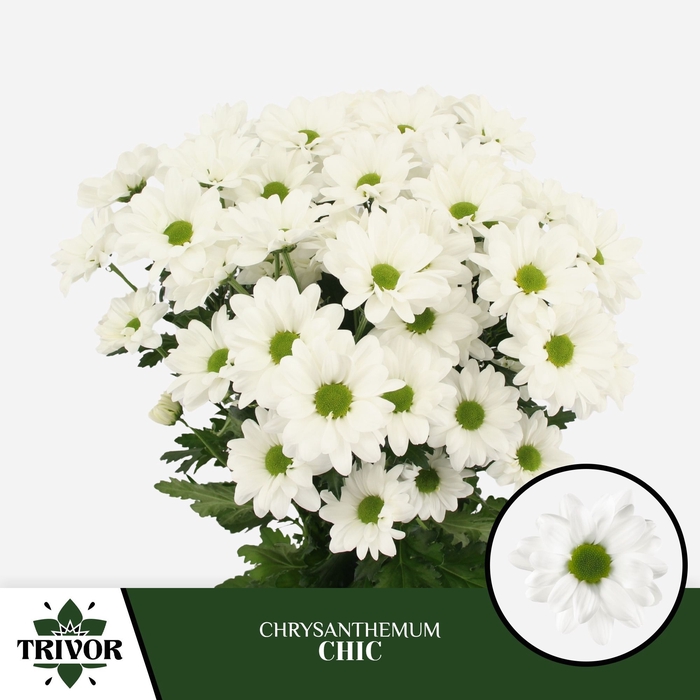 <h4>CHR T CHIC</h4>