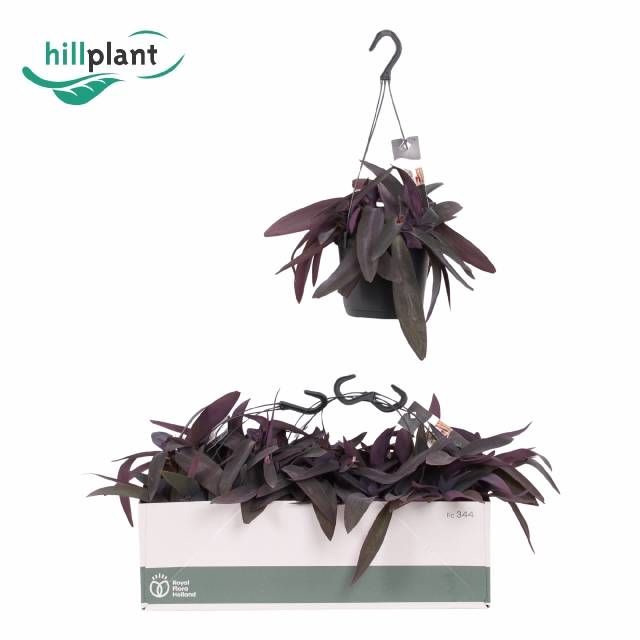 <h4>TRAD PURPLE HEART</h4>