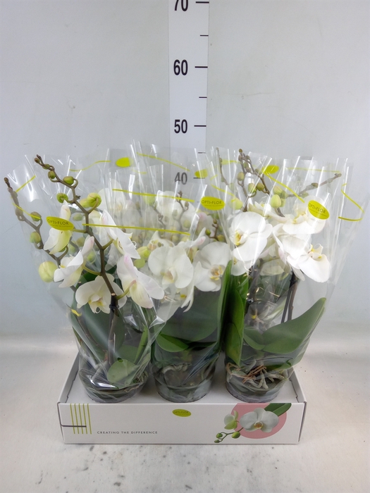 <h4>Phalaenopsis   ...white</h4>