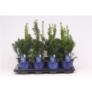 Taxus media 'Hicksii'