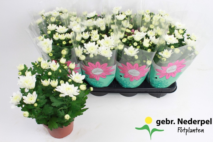 <h4>Chrysanthemum Chrystal White</h4>