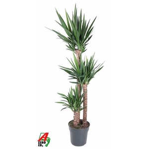 Yucca