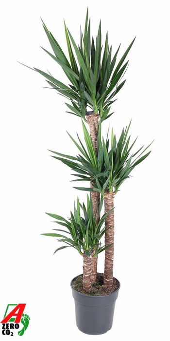 <h4>Yucca</h4>