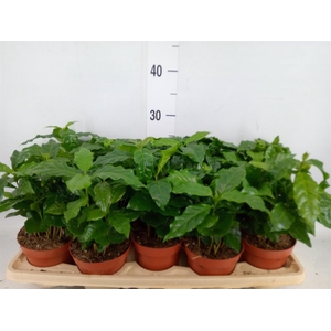 Coffea arabica